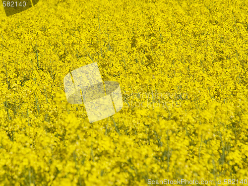 Image of Blooming rapeseed field