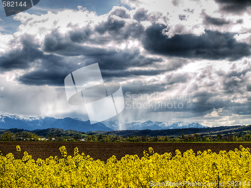 Image of Rape field at spring