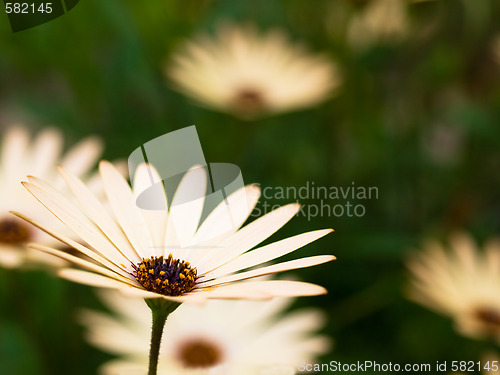 Image of Spring daisies