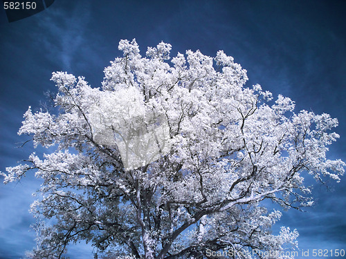 Image of Beautiful white tree