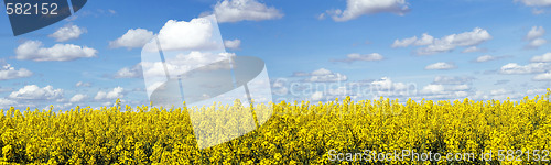 Image of Rapeseed field panoramic landscape