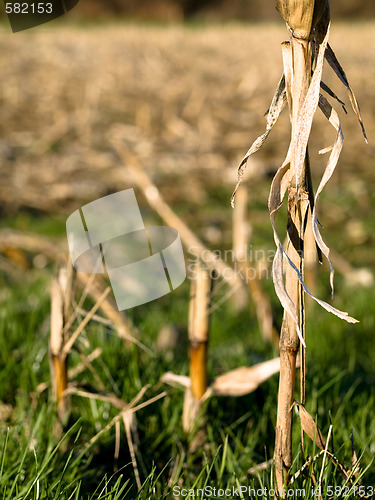 Image of Dry corn stacks