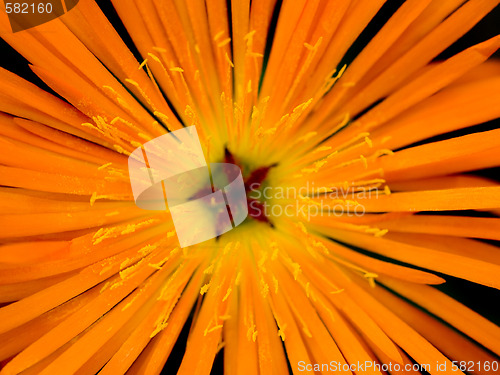 Image of Orange flower macro