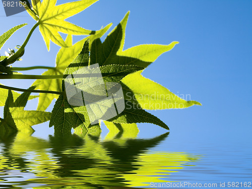 Image of Green leaves