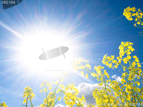 Image of Rapeseed field at spring