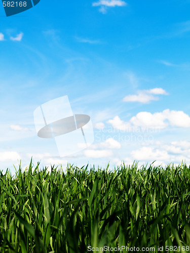 Image of Young wheat field at spring