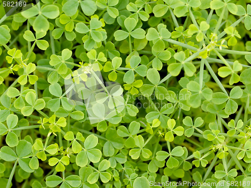 Image of Clover background