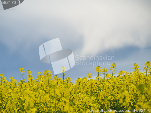 Image of Colza or canola field under stormy sky