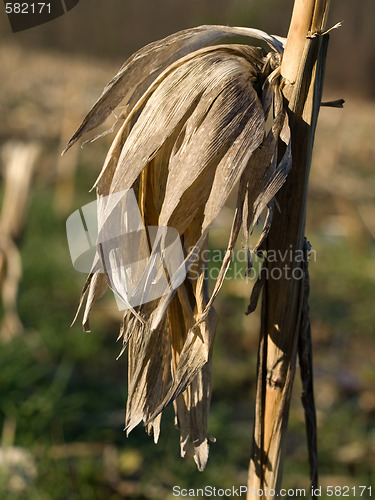 Image of Dry corn stalk