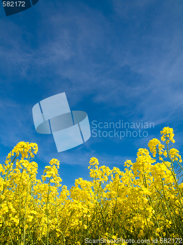 Image of Rapeseed field