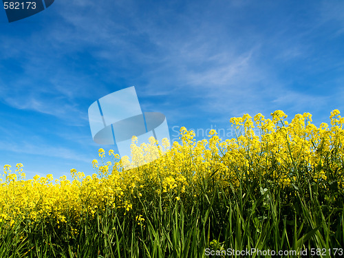 Image of Rapeseed field