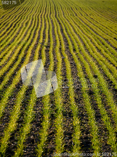 Image of Young wheat field