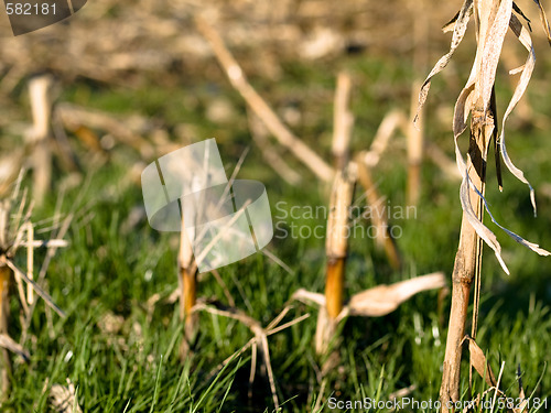 Image of Dry corn stacks