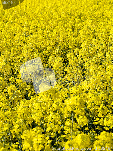 Image of Blooming rapeseed field