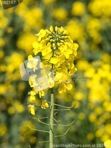 Image of Rapeseed blooming