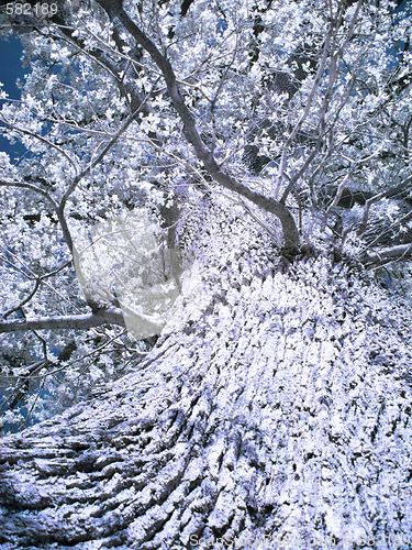 Image of Infrared tree
