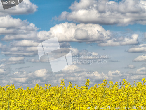 Image of Yellow rape field