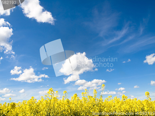 Image of Rapeseed field