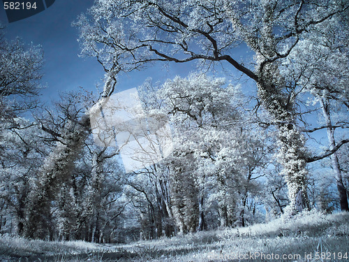 Image of Infrared forest