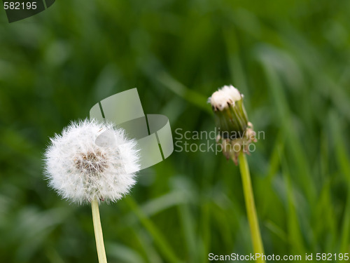 Image of Two dandellions