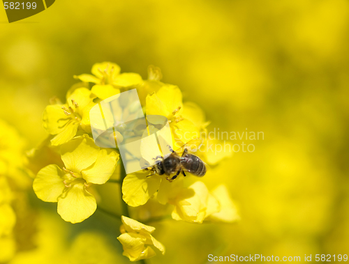Image of Bee on rapeseed 