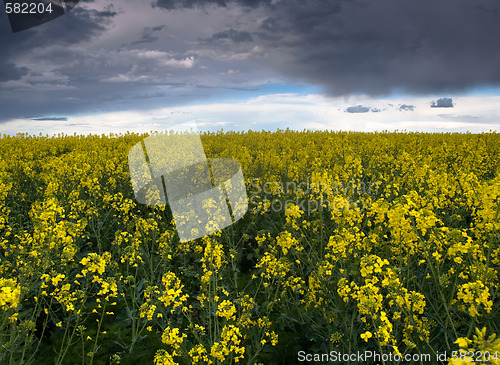 Image of Colza or canola field under stormy sky