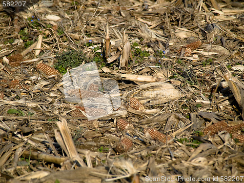 Image of Dry corn ears