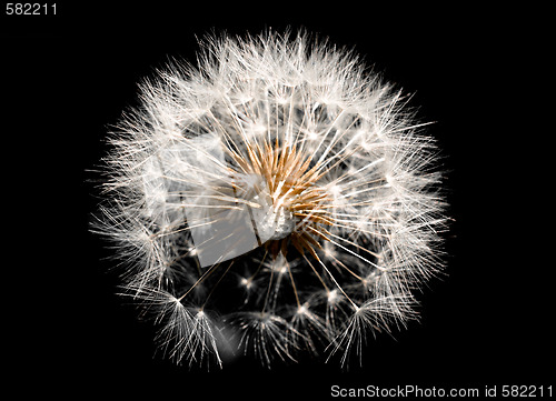 Image of Dandelion on black