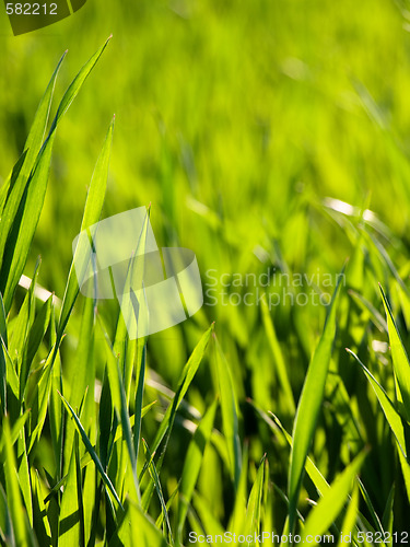 Image of Freah young green wheat