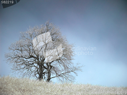 Image of Infrared landscape
