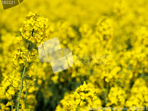 Image of Rapeseed closeup