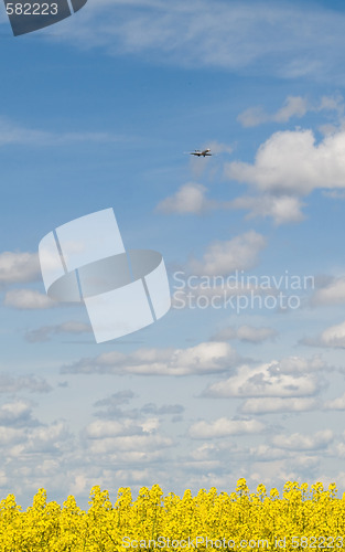 Image of Rapeseed field and airliner approaching