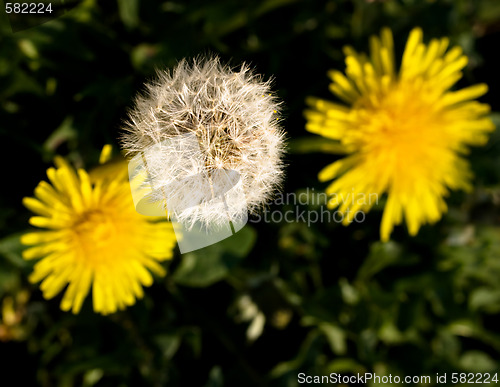 Image of three dandelions