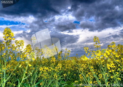 Image of Colza or canola field