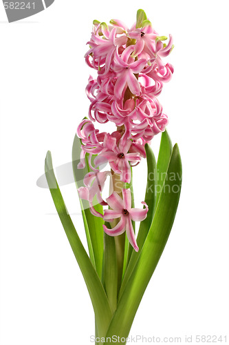 Image of Hyacinth