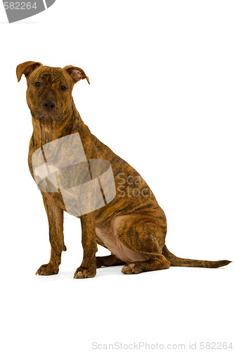 Image of Staffordshire terrier dog