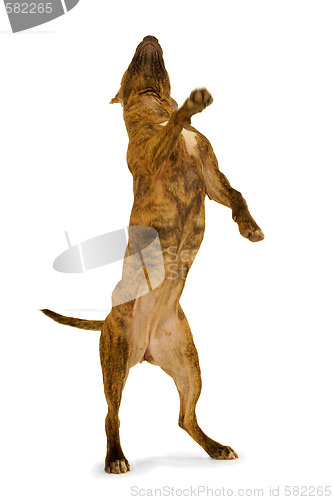 Image of Standing dog.