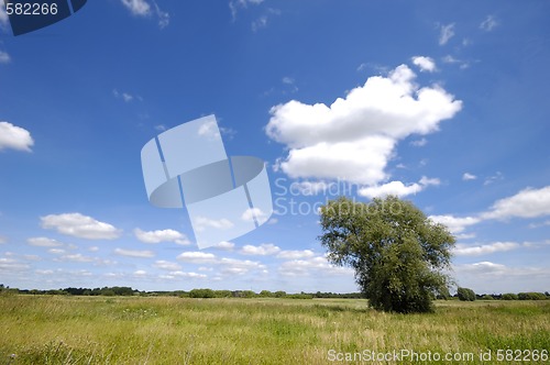 Image of Landscape with tree