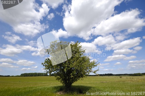 Image of Tree on field