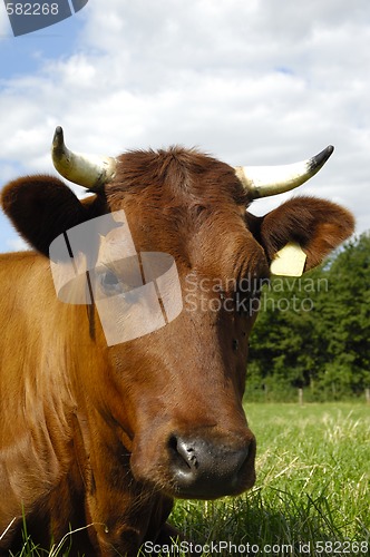 Image of Cow