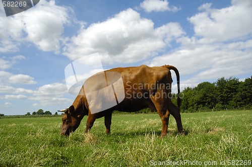 Image of Cow eating grass