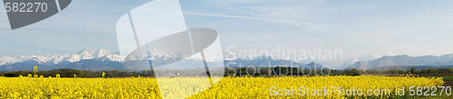 Image of Panoramic landscape of a rapeseed field