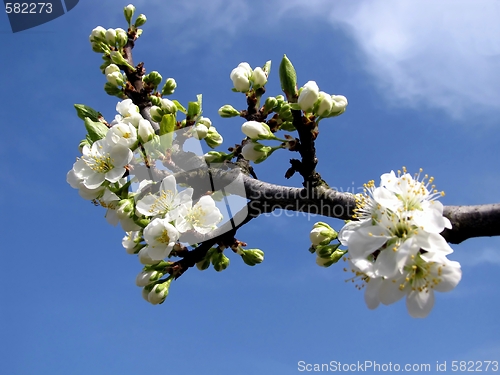 Image of fruit tree with flowers