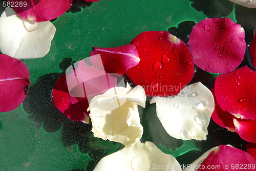 Image of Rose petals background