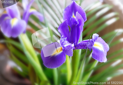 Image of Purple iris