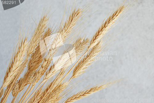 Image of wheat ears