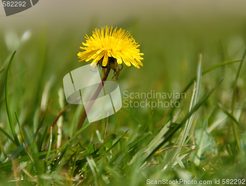 Image of Yellow dandelion
