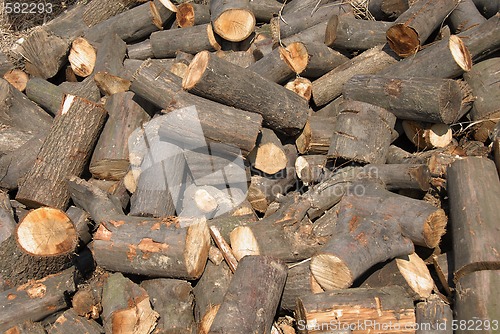 Image of Woods