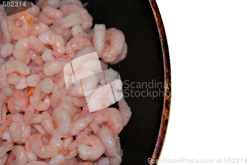 Image of Shrimp