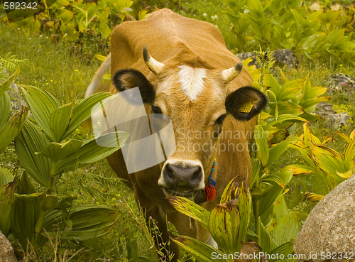 Image of Cow